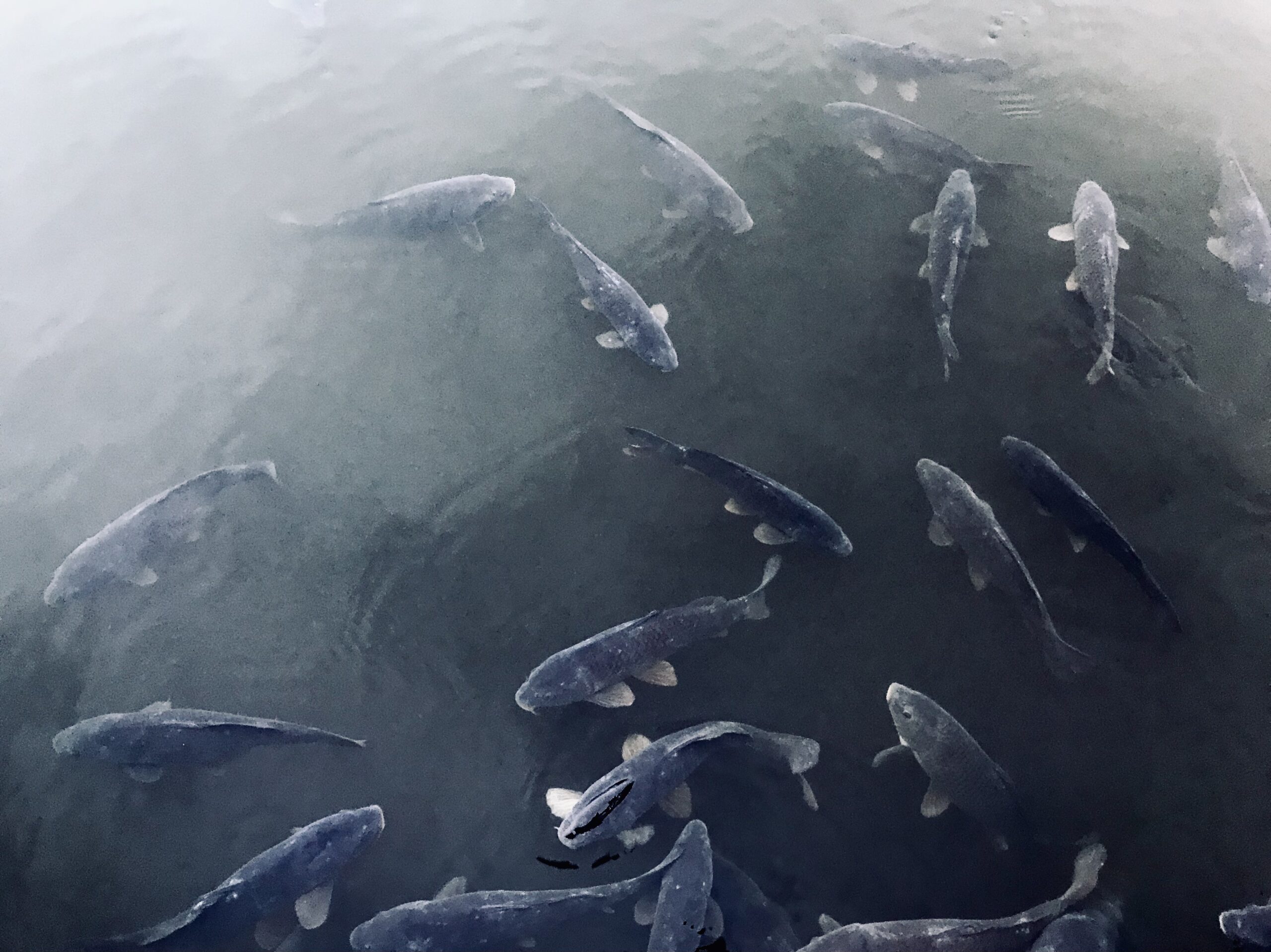 Lonneke van der Meer fotografie